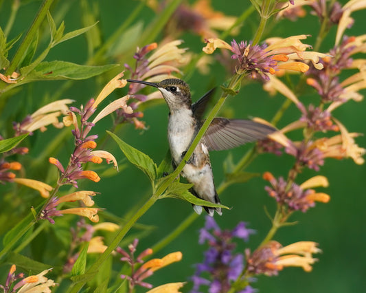 A Ruby-throated Hummingbird lost in thought on an Agastache flower.