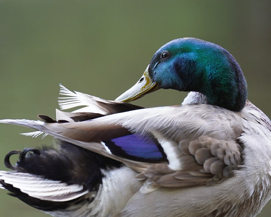 A Mallard Duck preening his feathers.