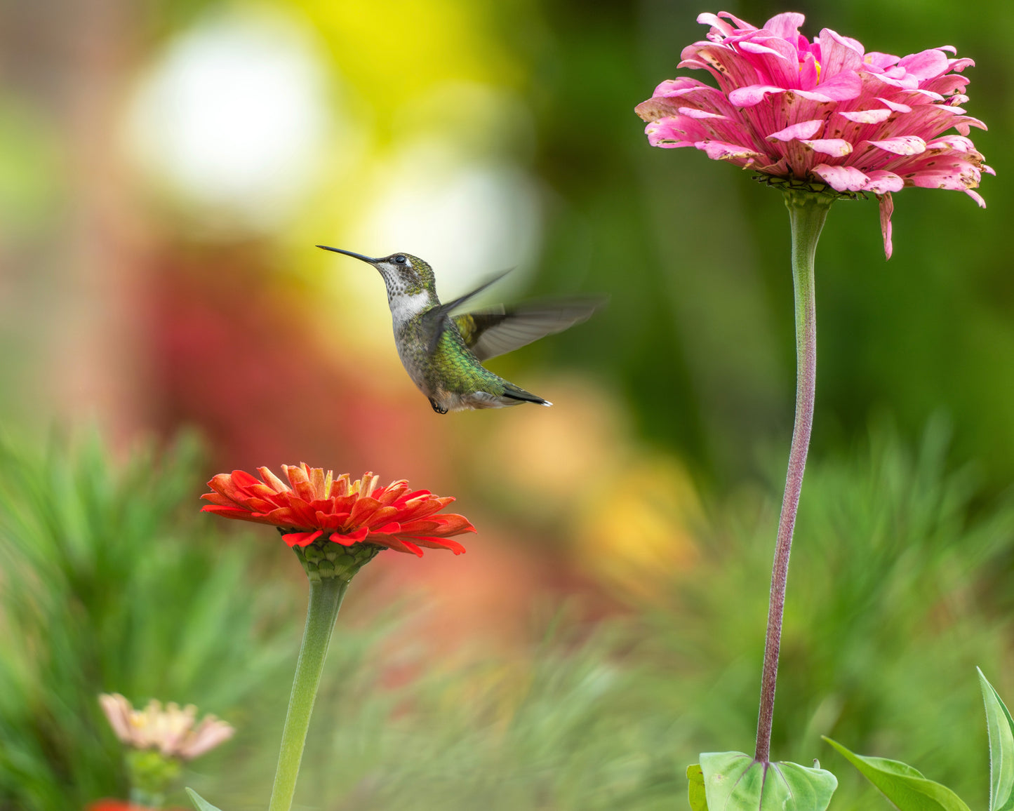 A Ruby-throated Hummingbird soaring over a Zinnia flower