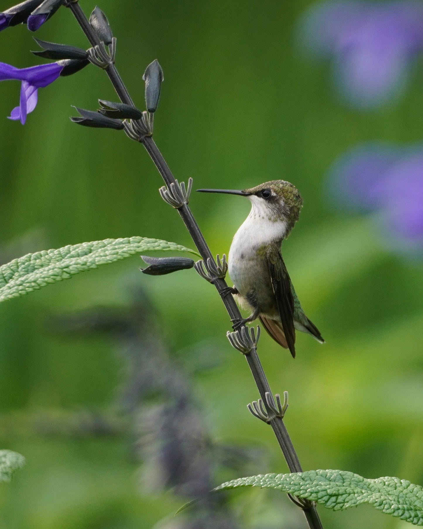 A Ruby-throated Hummingbird in a field of salvia (sage) flowers.