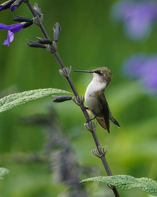 A Ruby-throated Hummingbird in a field of salvia (sage) flowers.