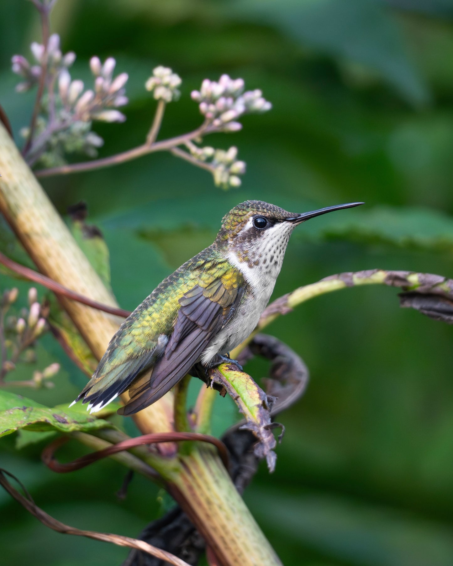 A Ruby-throated Hummingbird perched on a stalk of Joe Pye Weed.