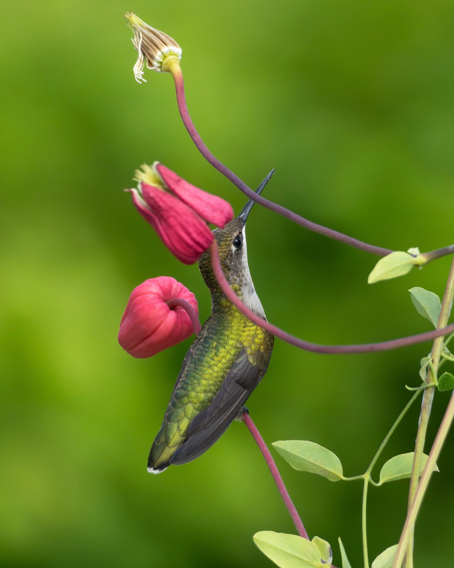 A Ruby-Throated Hummingbird perched underneath the flower crown of a clematis flower.