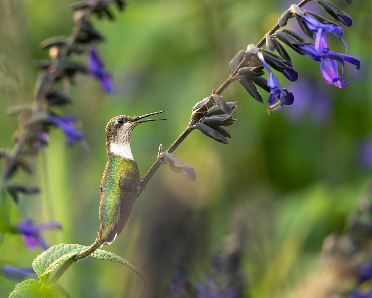 A ruby-throated hummingbird in a field of salvia (sage) flowers.
