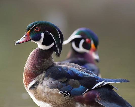 A pair of Wood Duck drakes.