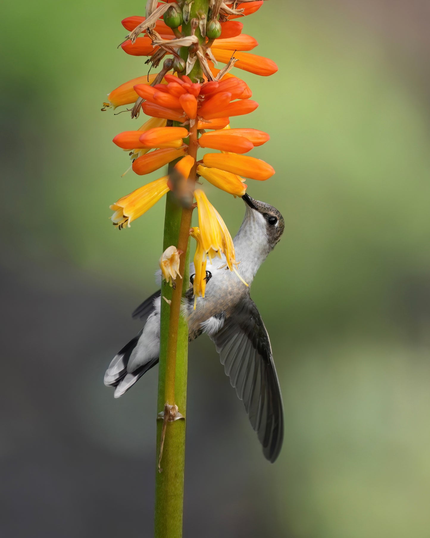 A Ruby-Throated Hummingbird adorns a festive torch lily.