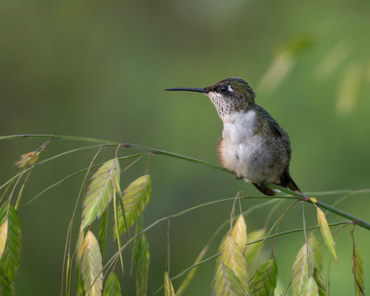 A ruby-throated hummingbird perching in a field.