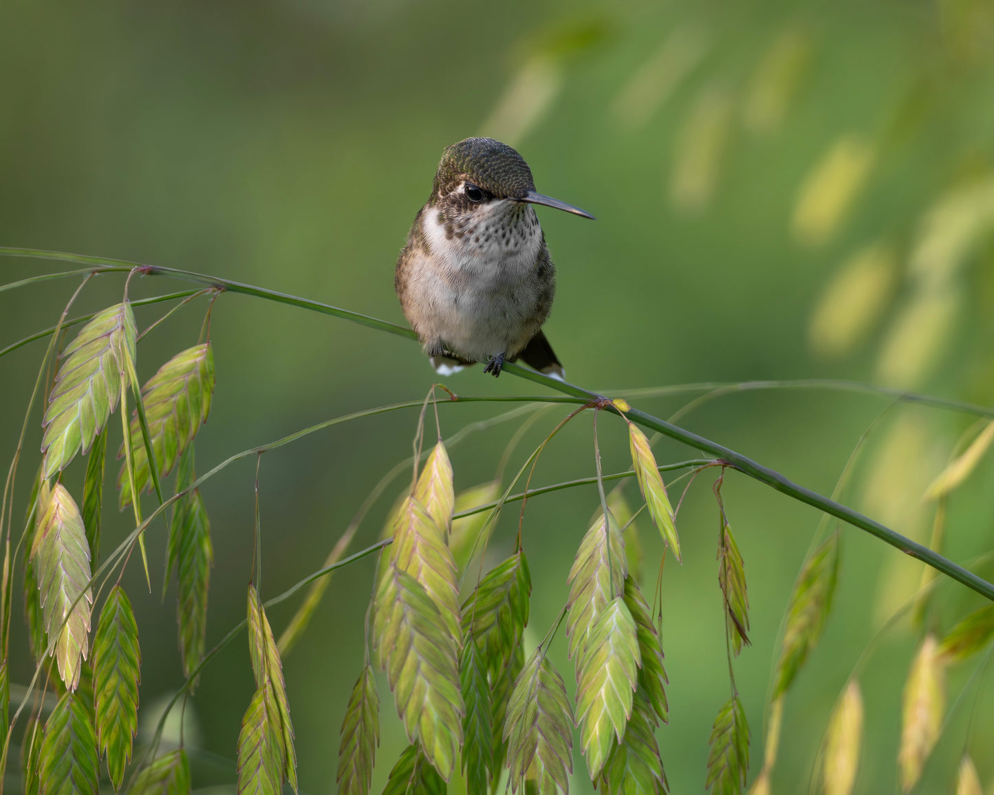 A ruby-throated hummingbird perching in a field.