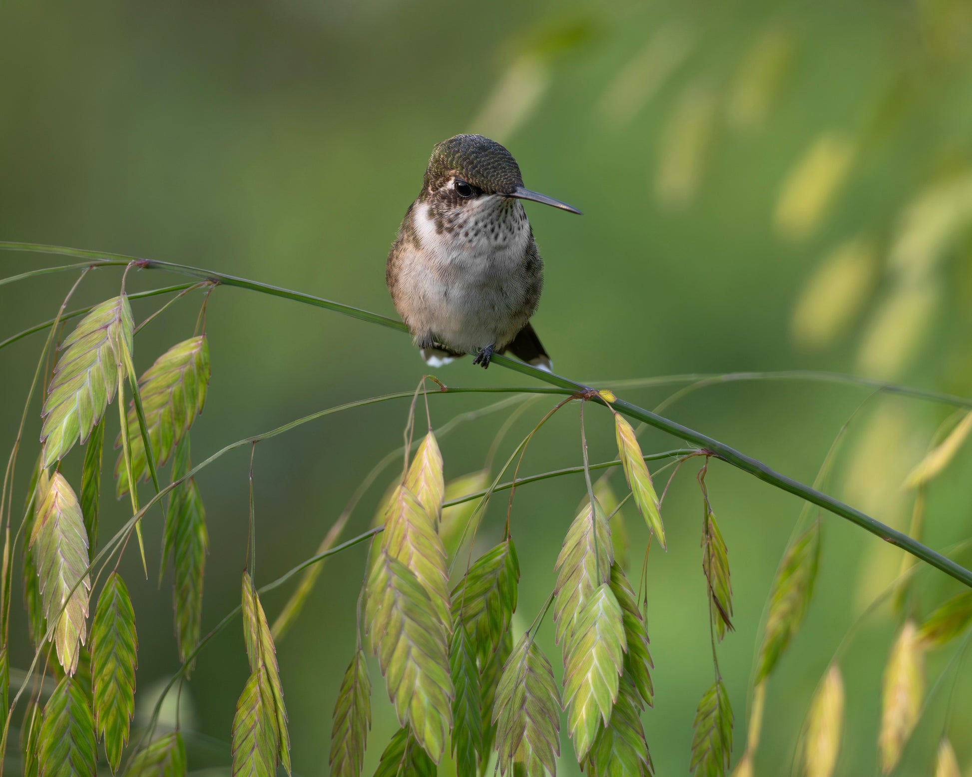 A ruby-throated hummingbird perching in a field.