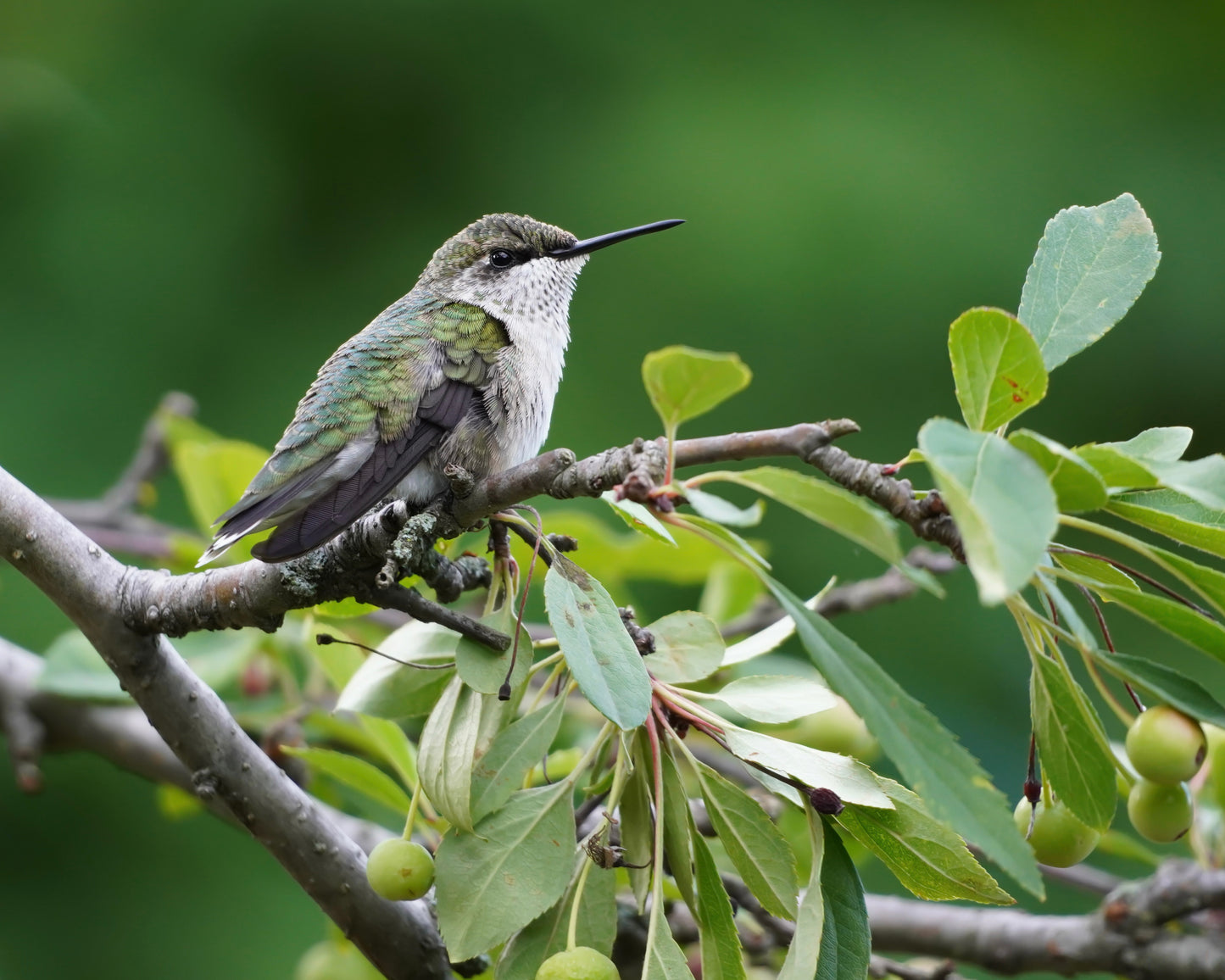 A Ruby-Throated Hummingbird perching in a crabapple tree.