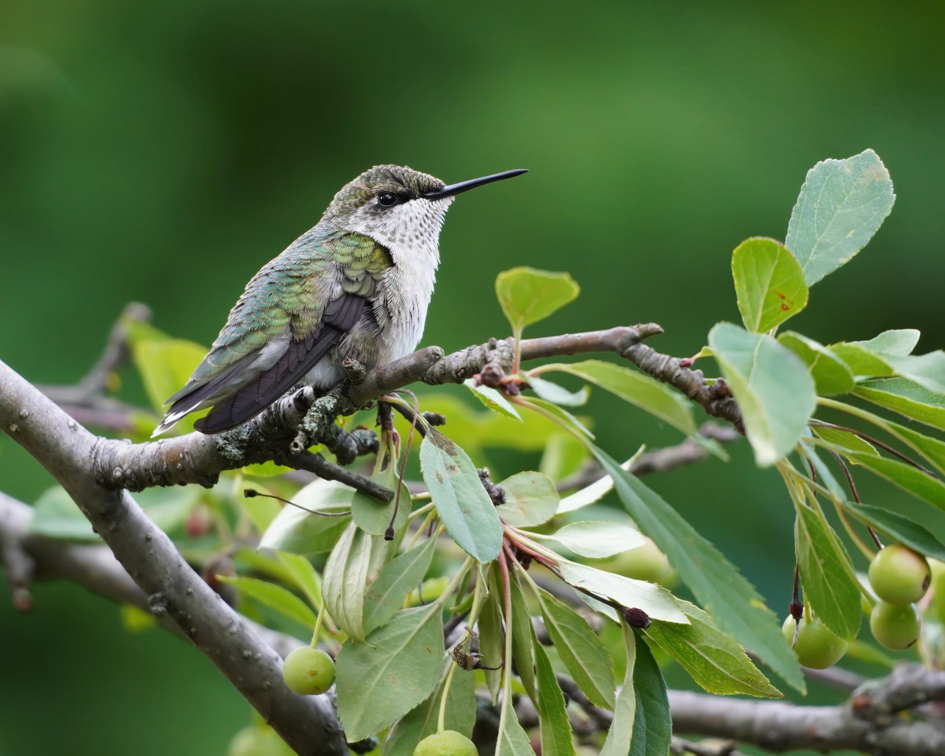 A Ruby-Throated Hummingbird perching in a crabapple tree.