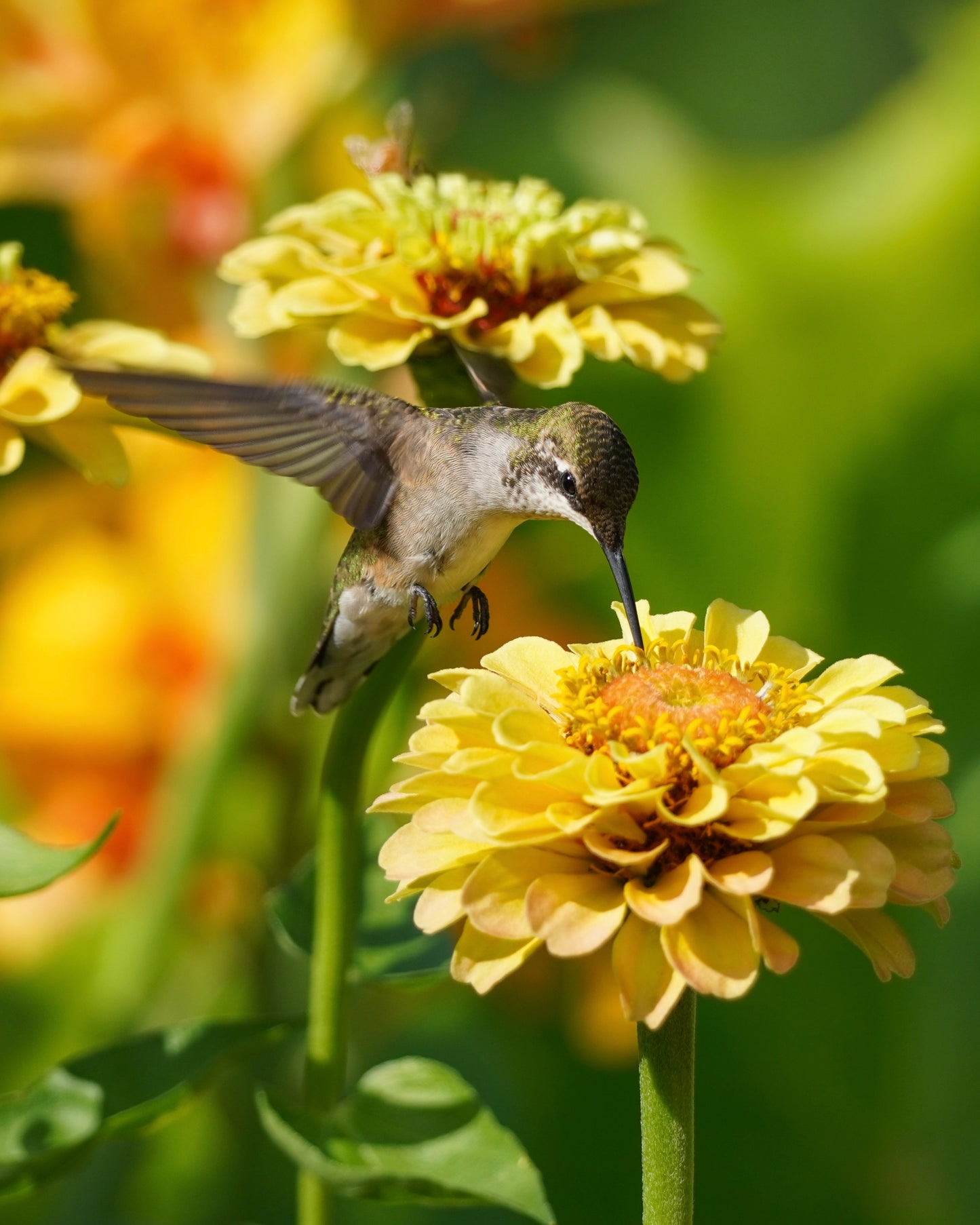 A Ruby-Throated Hummingbird sipping nectar from a yellow zinnia flower. A Honey Bee drinks from a flower in the background.