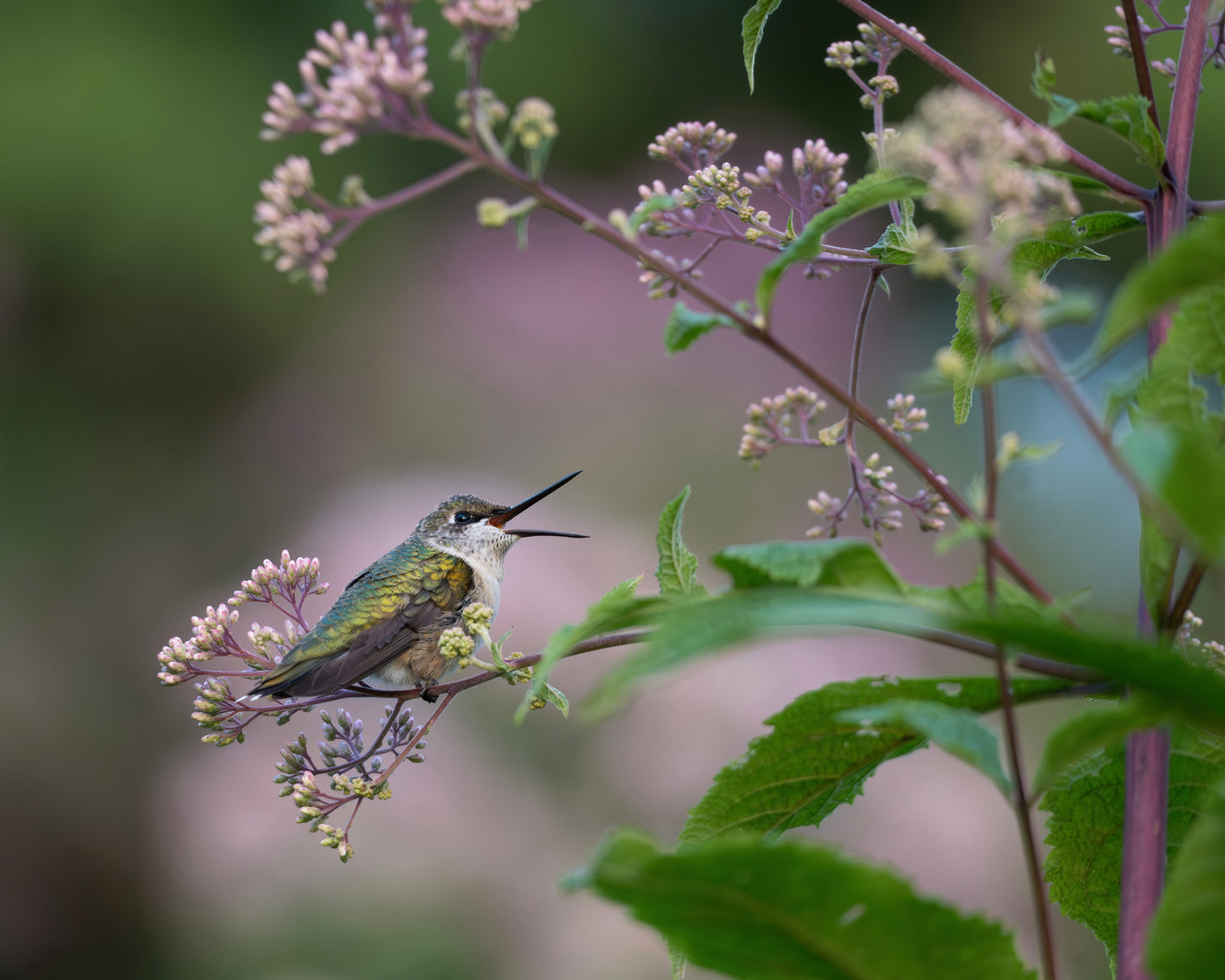 A Ruby-throated Hummingbird jubilantly perches in a field of Joe Pye Weed.