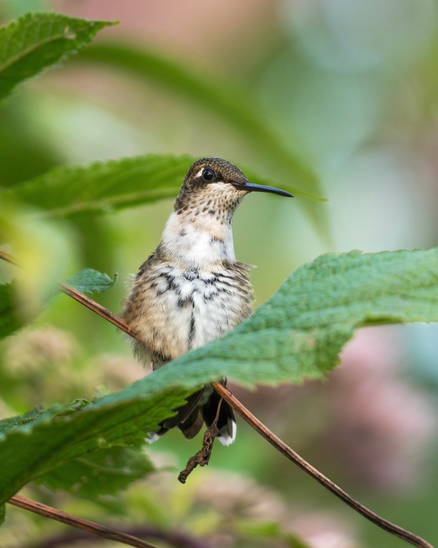 A Ruby-throated Hummingbird perched on a branch in a field of Joe Pye Weed.