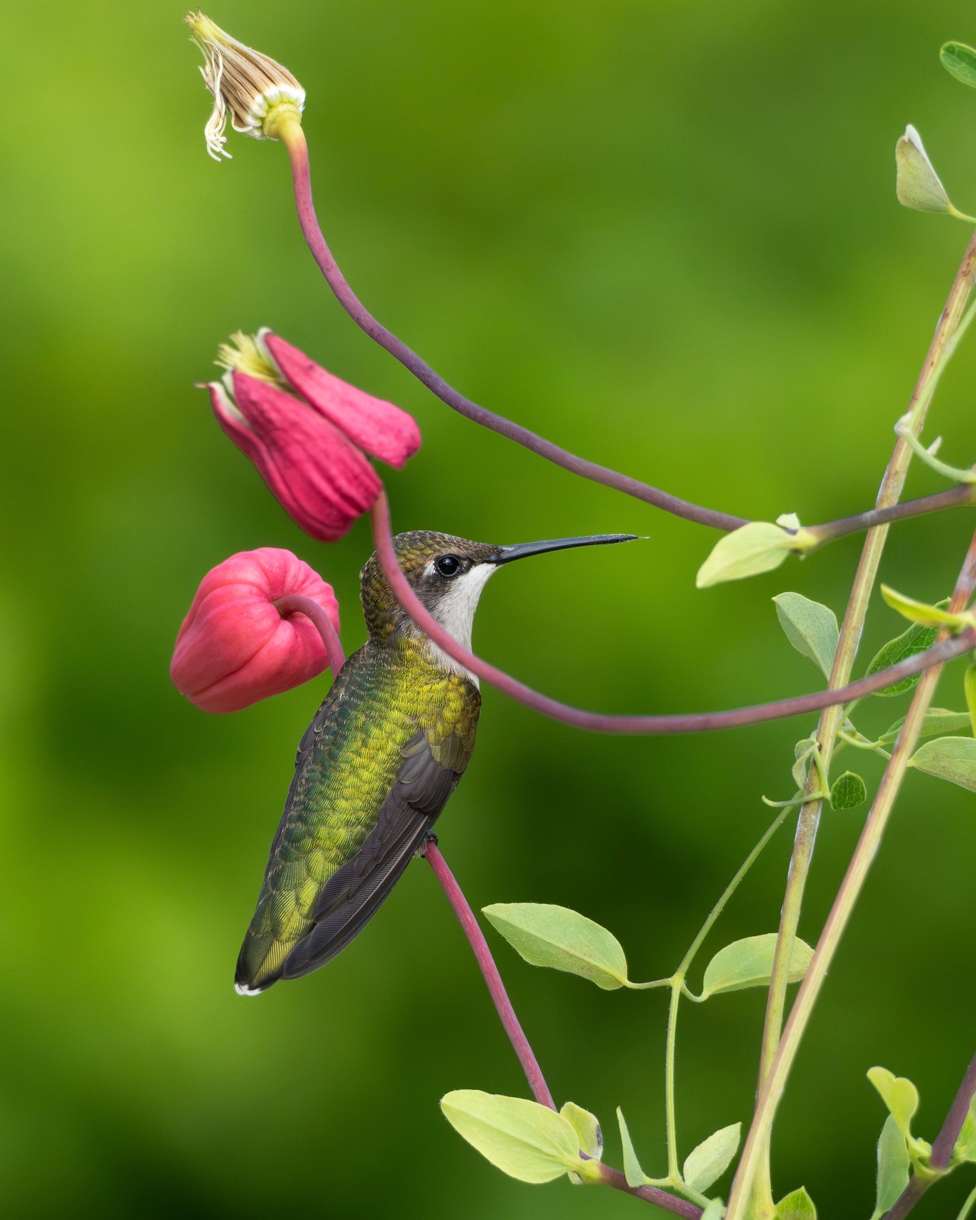 A Ruby-Throated Hummingbird perched underneath the flower crown of a clematis flower.