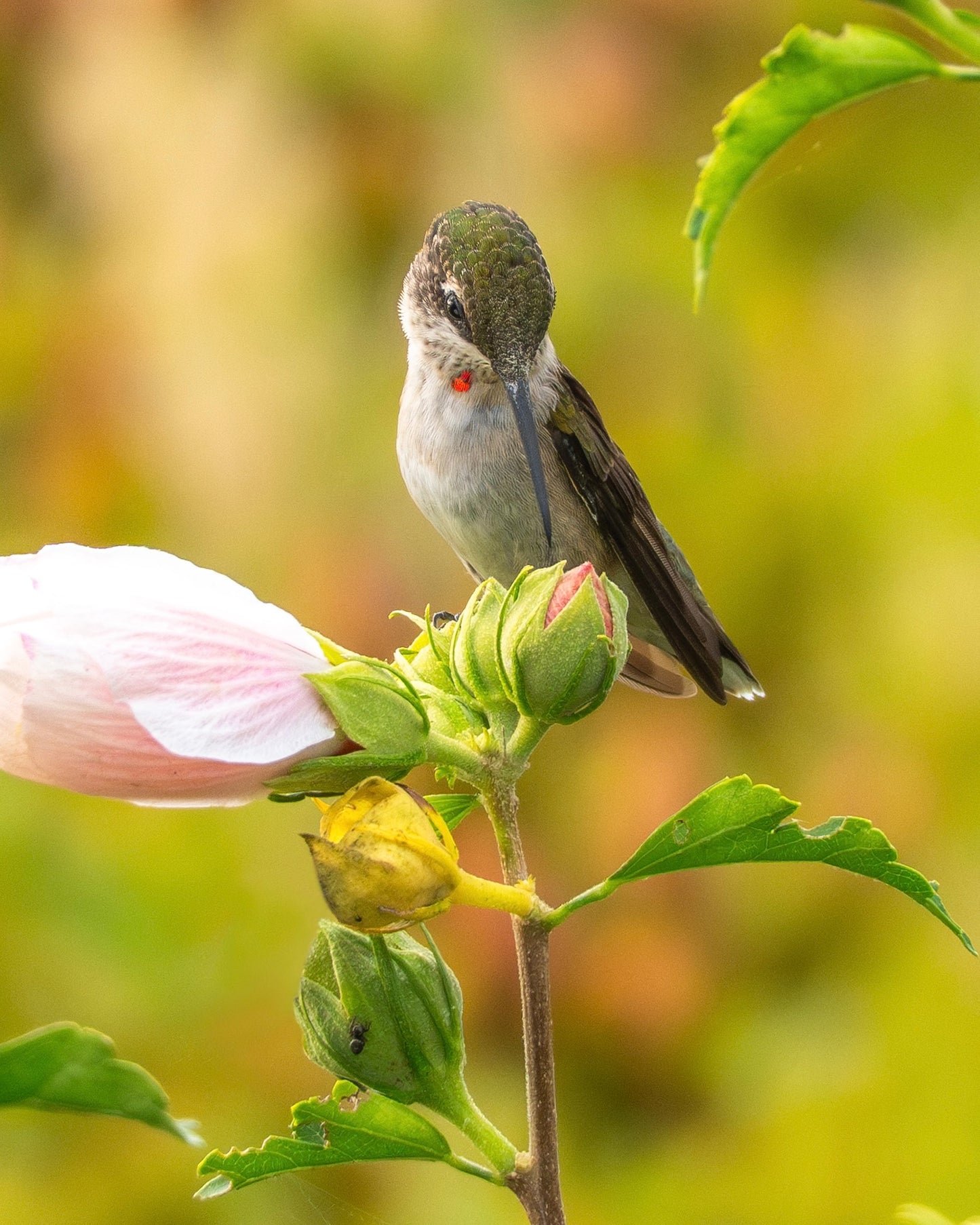 A Ruby-throated Hummingbird perches among Roses of Sharon.