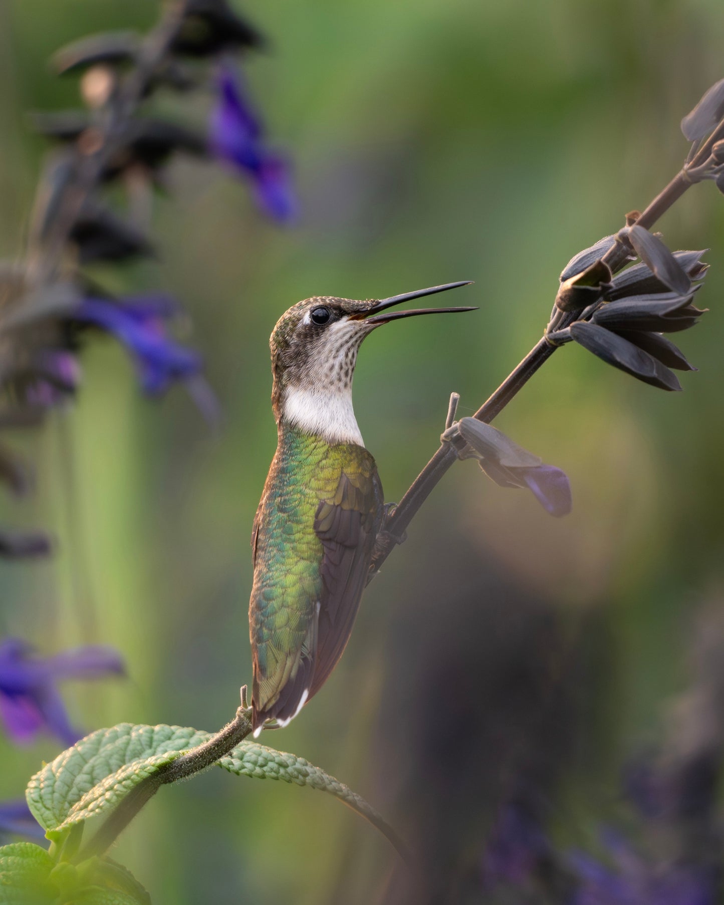 A ruby-throated hummingbird in a field of salvia (sage) flowers.