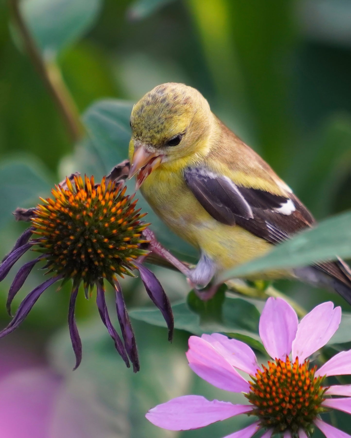 An American Goldfinch foraging for seeds in a field of echinacea flowers.
