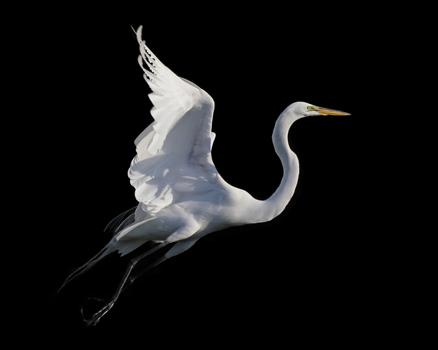 A Great Egret in flight.