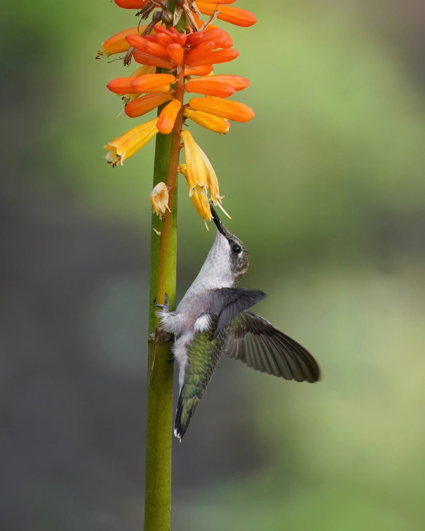 Kniphofia Collection: Sneakerdoodle