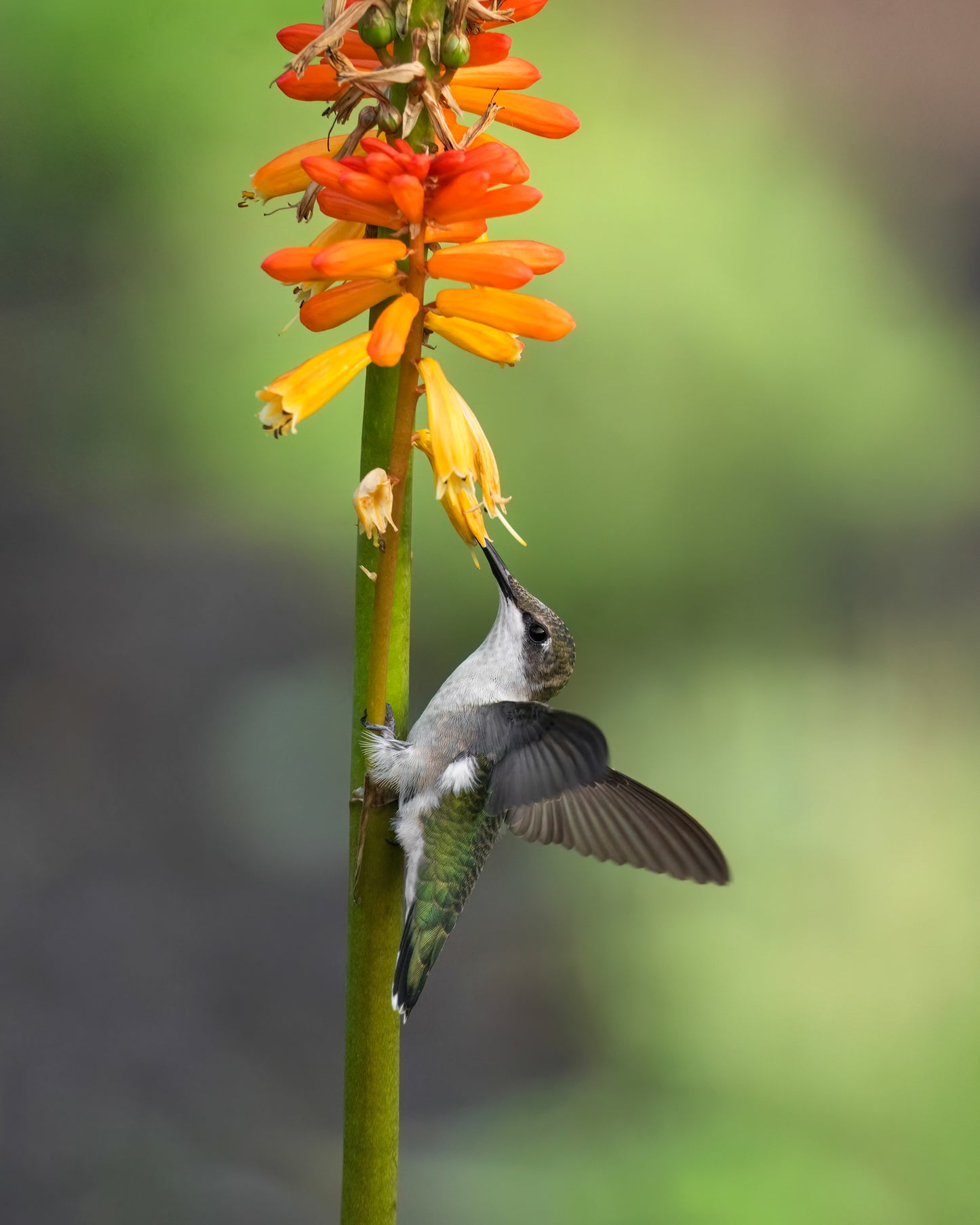 A Ruby-Throated Hummingbird feeding on a torch lily.