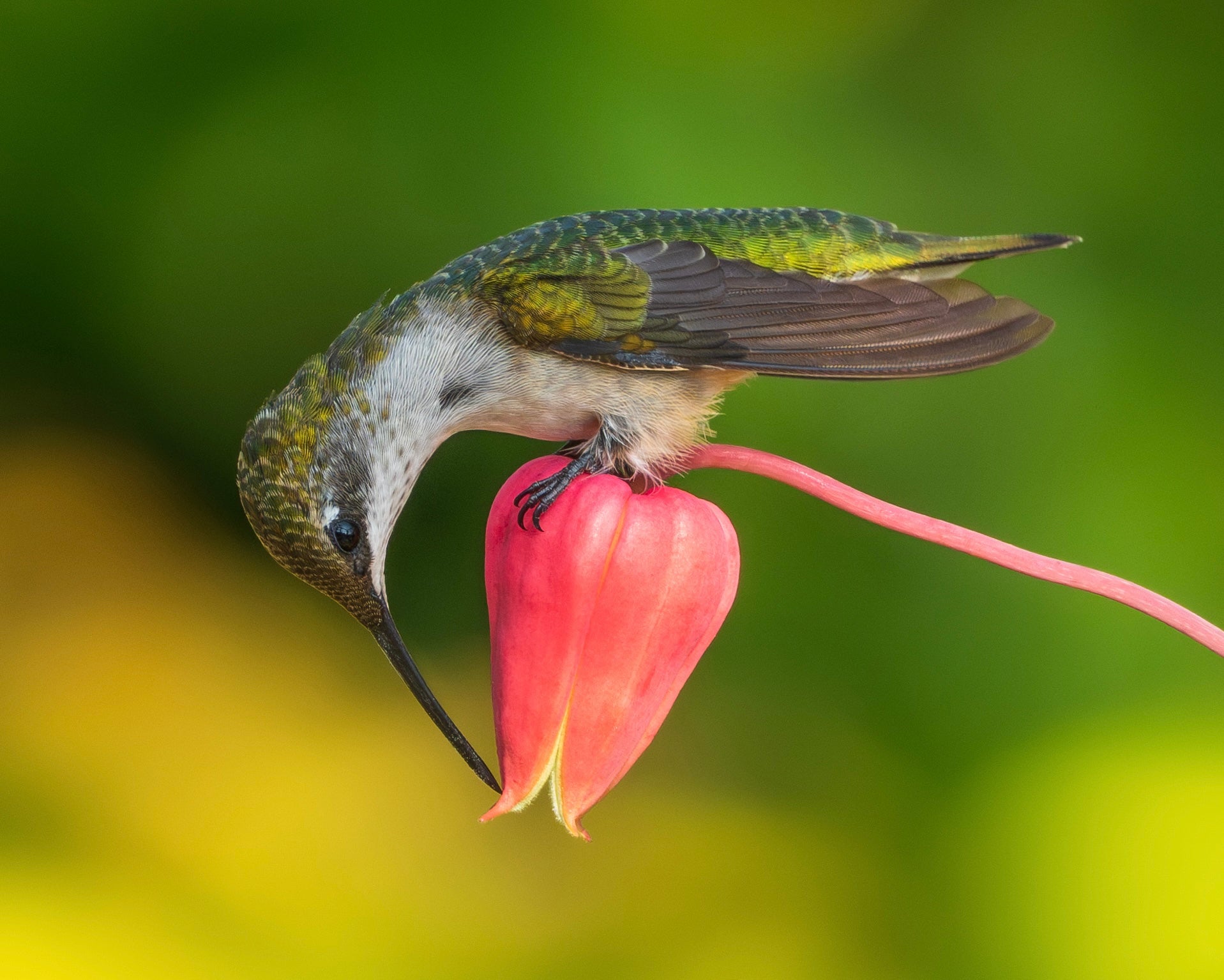 A Ruby-Throated Hummingbird peering over a clematis flower in search of nectar.