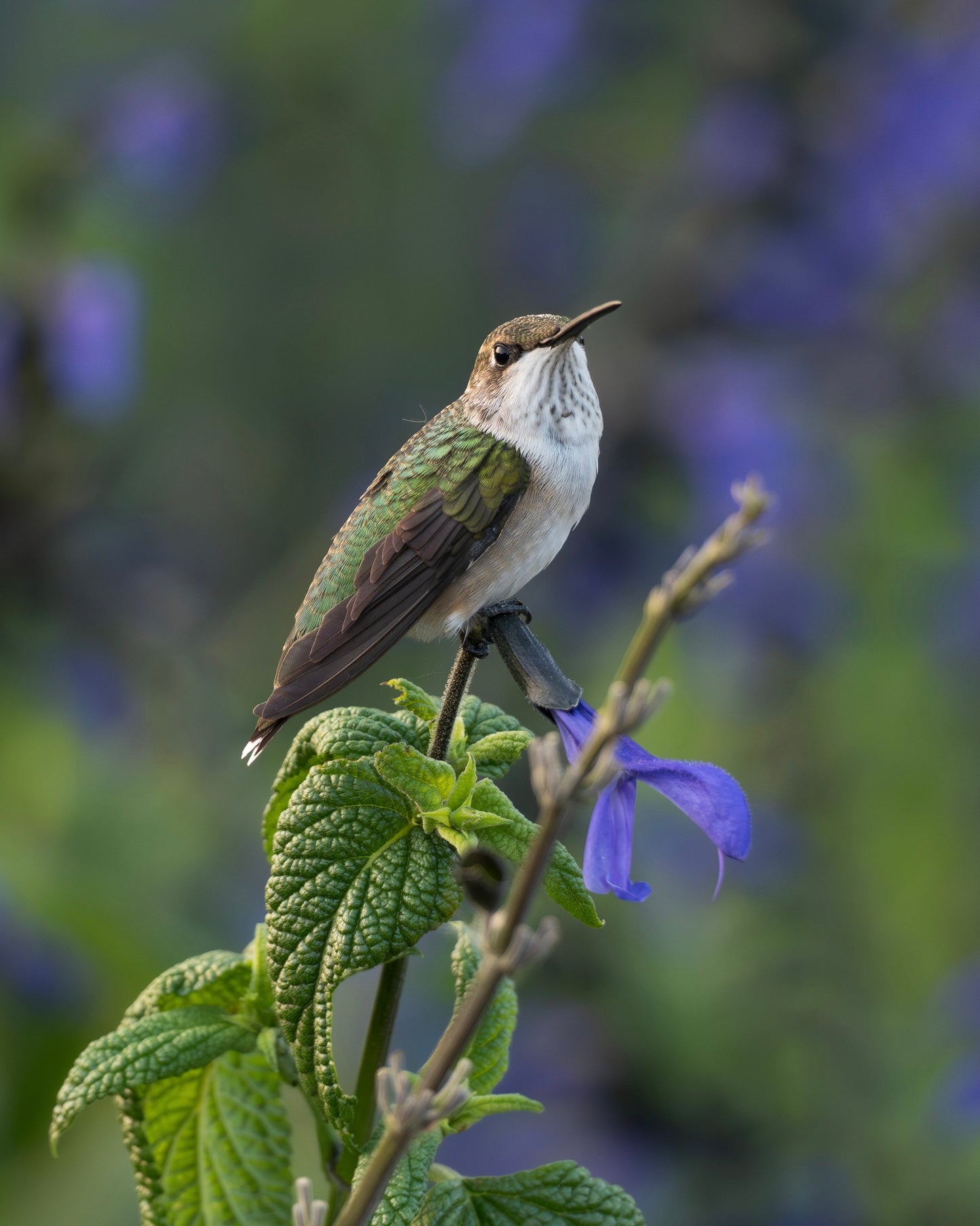 A ruby-throated hummingbird perching on the stem of a salvia (sage) plant.