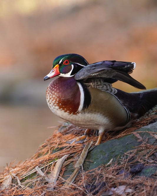 A male wood duck uplifting his feathers.