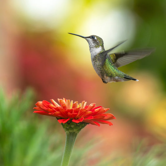A Ruby-throated Hummingbird soaring over a Zinnia flower