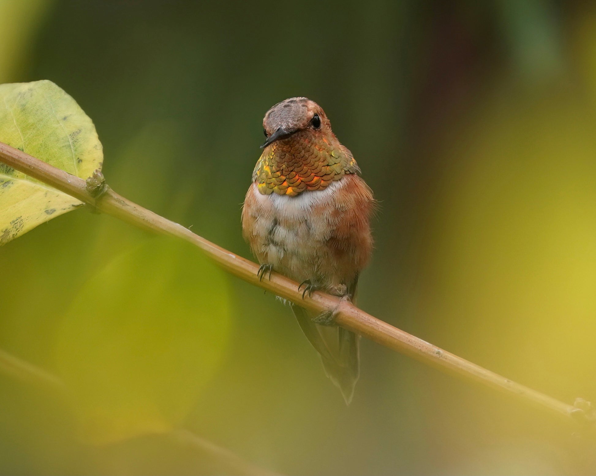 A Rufous Hummingbird perching on a branch.
