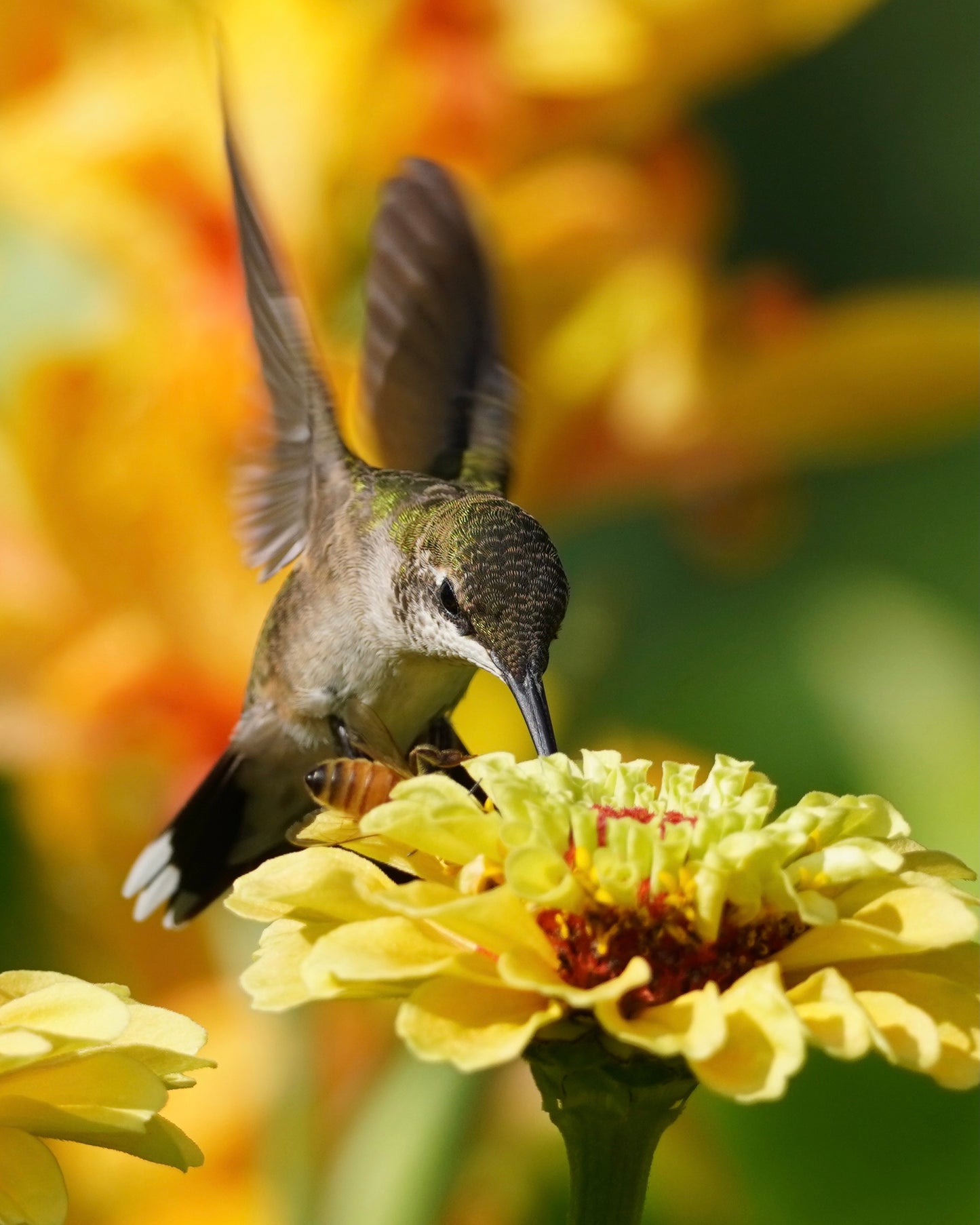 A Ruby-Throated Hummingbird and a Honey Bee drinking nectar from the same yellow zinnia flower.
