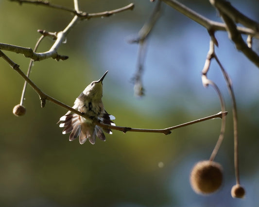 A cheeky ruby-throated hummingbird stretching and displaying his tail feathers.