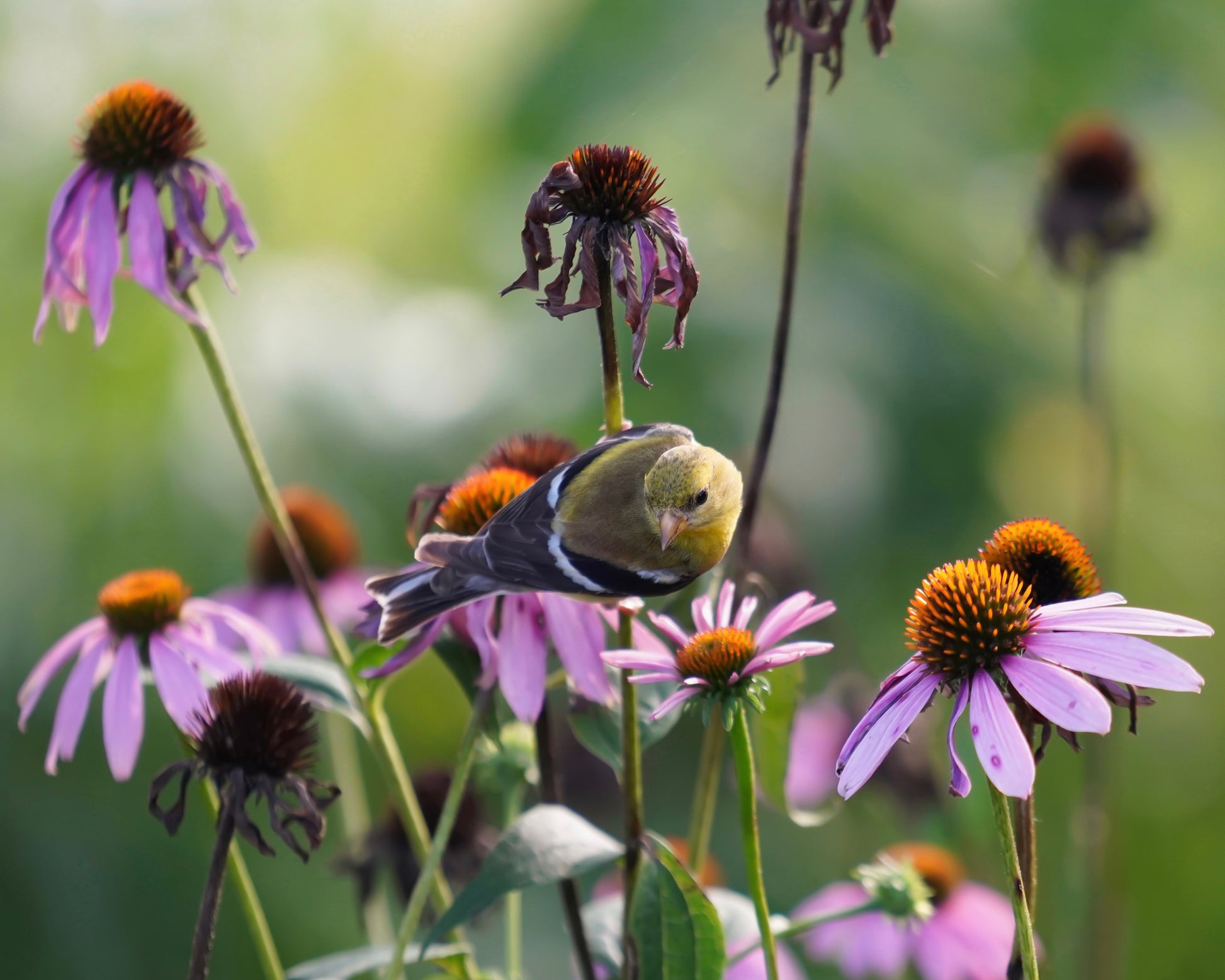 An American goldfinch clinging to the stem of an echinacea flower in a field of echinacea flowers.