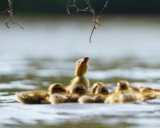 A mallard duckling emerging from the water to reach for a branch.