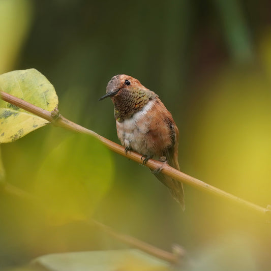 A Rufous Hummingbird perching on a branch.