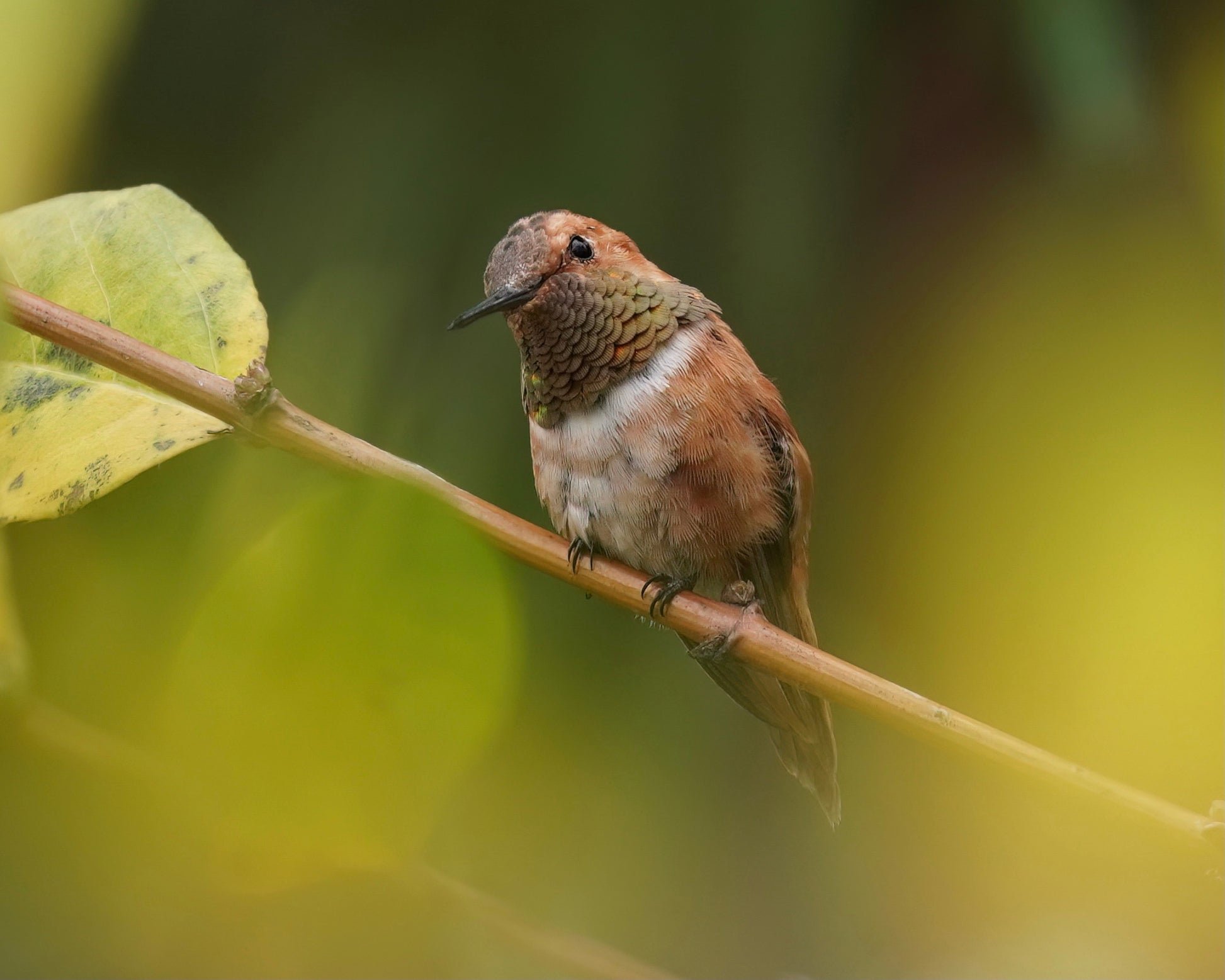 A Rufous Hummingbird perching on a branch.