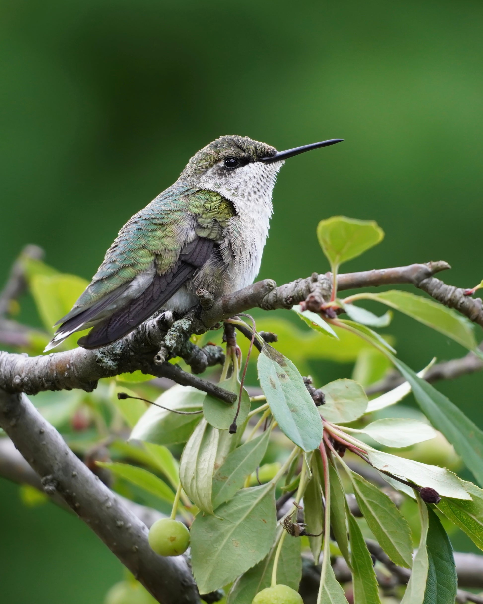 A Ruby-Throated Hummingbird perching in a crabapple tree.