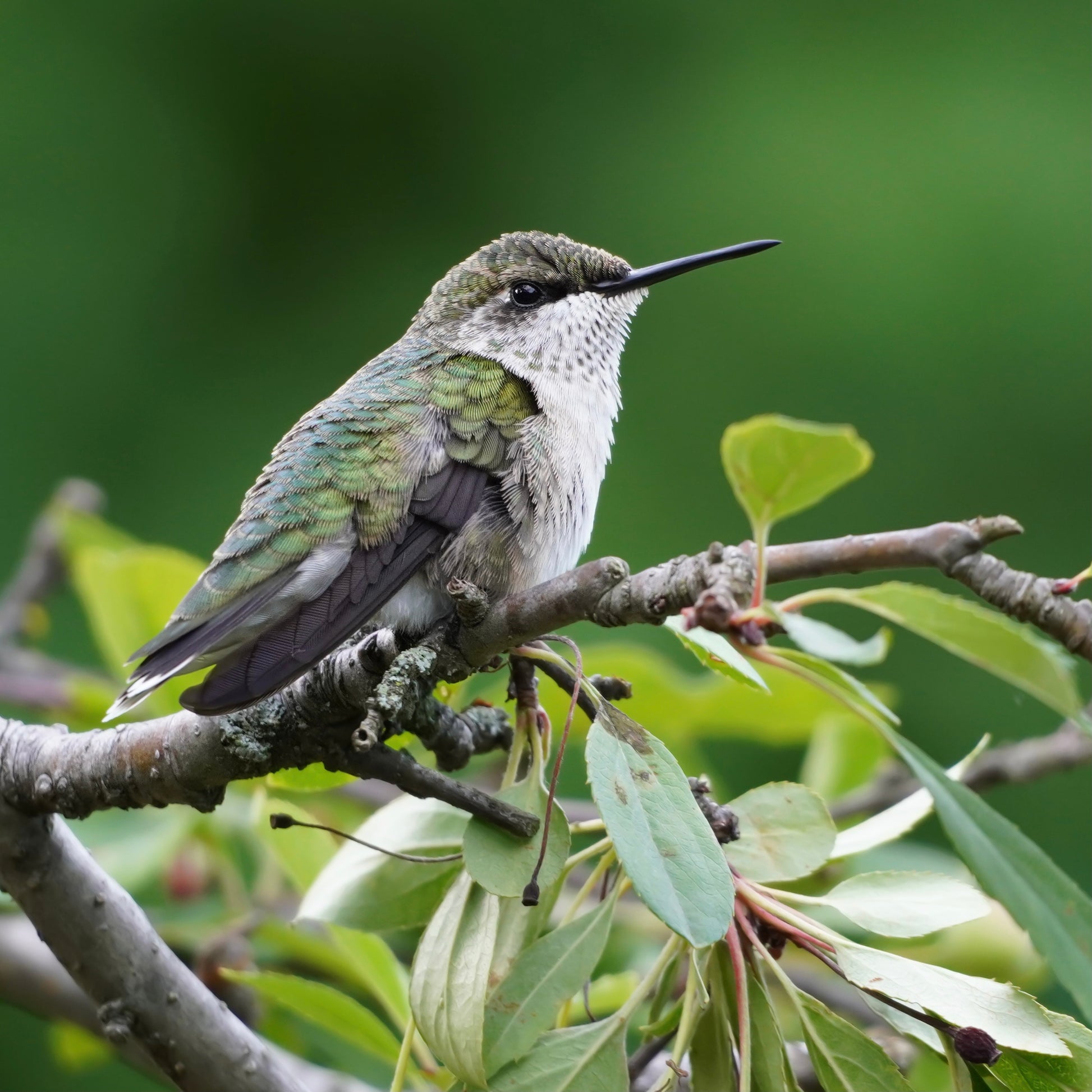 A Ruby-Throated Hummingbird perching in a crabapple tree.