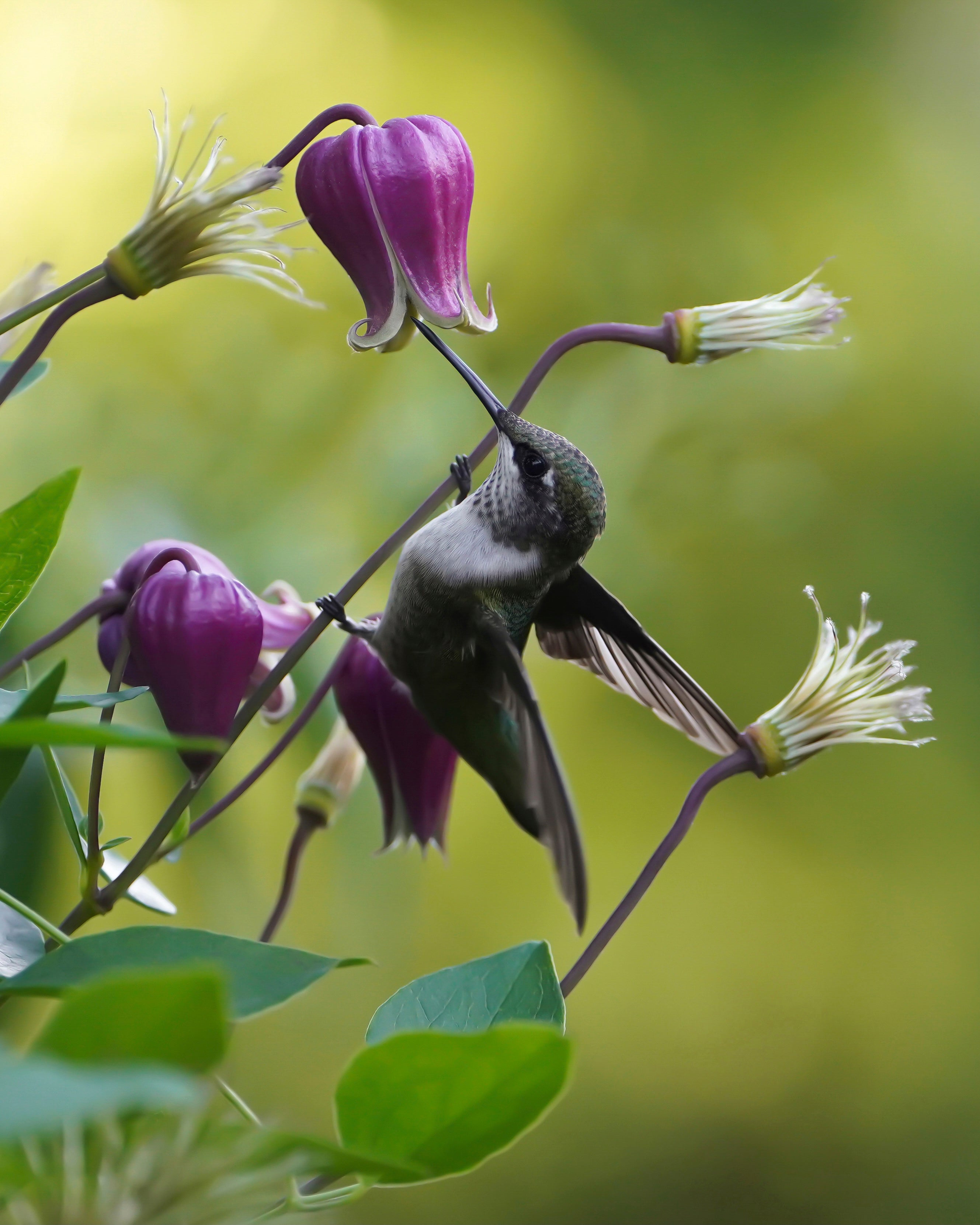 Hummingbird Tagged vintage flower - Wayrumble