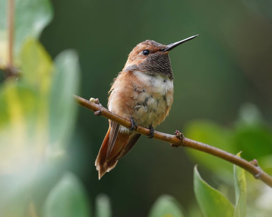 Rufous Collection: Solstice