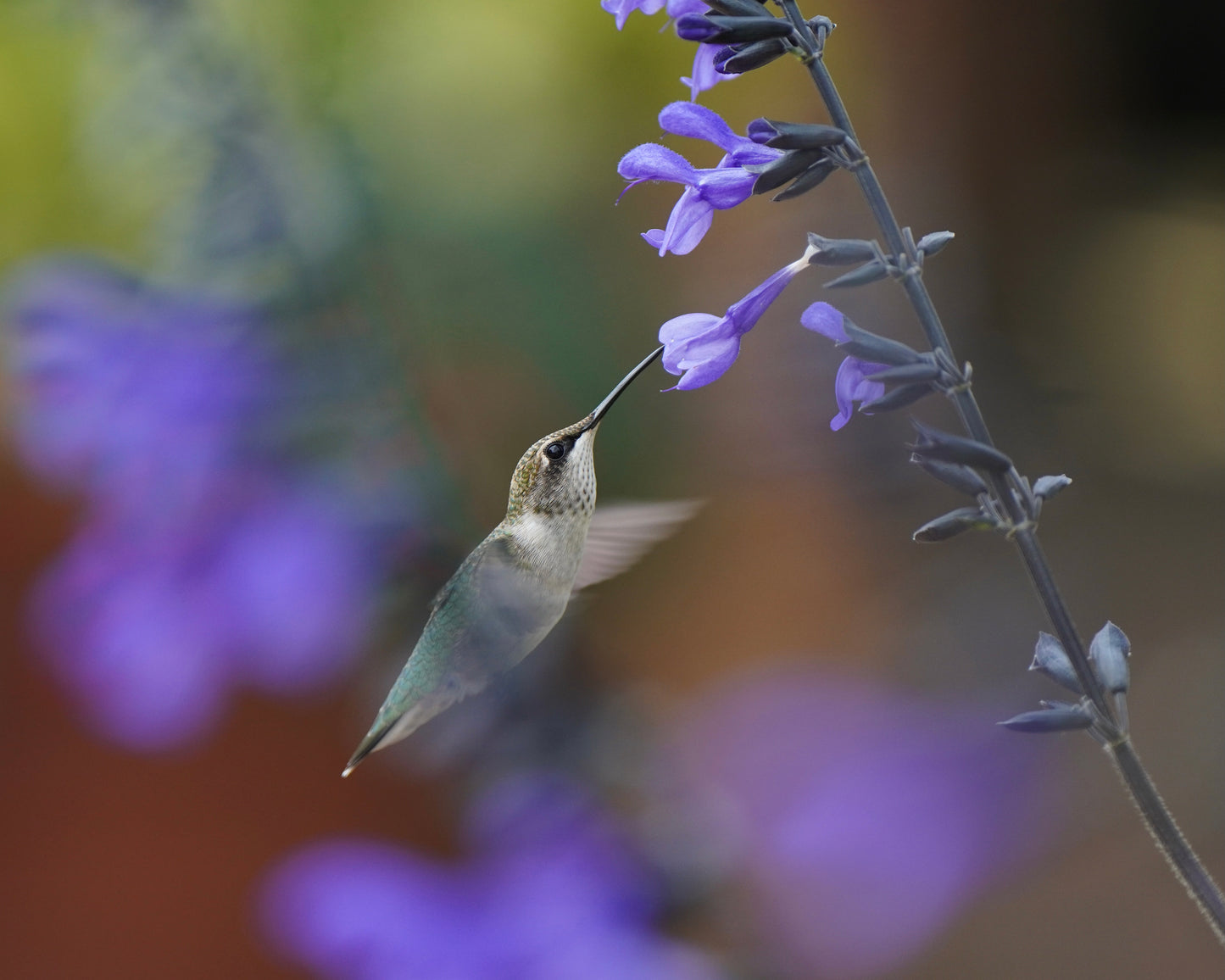 A Ruby-Throated Hummingbird in a garden of black and blue sage flowers.