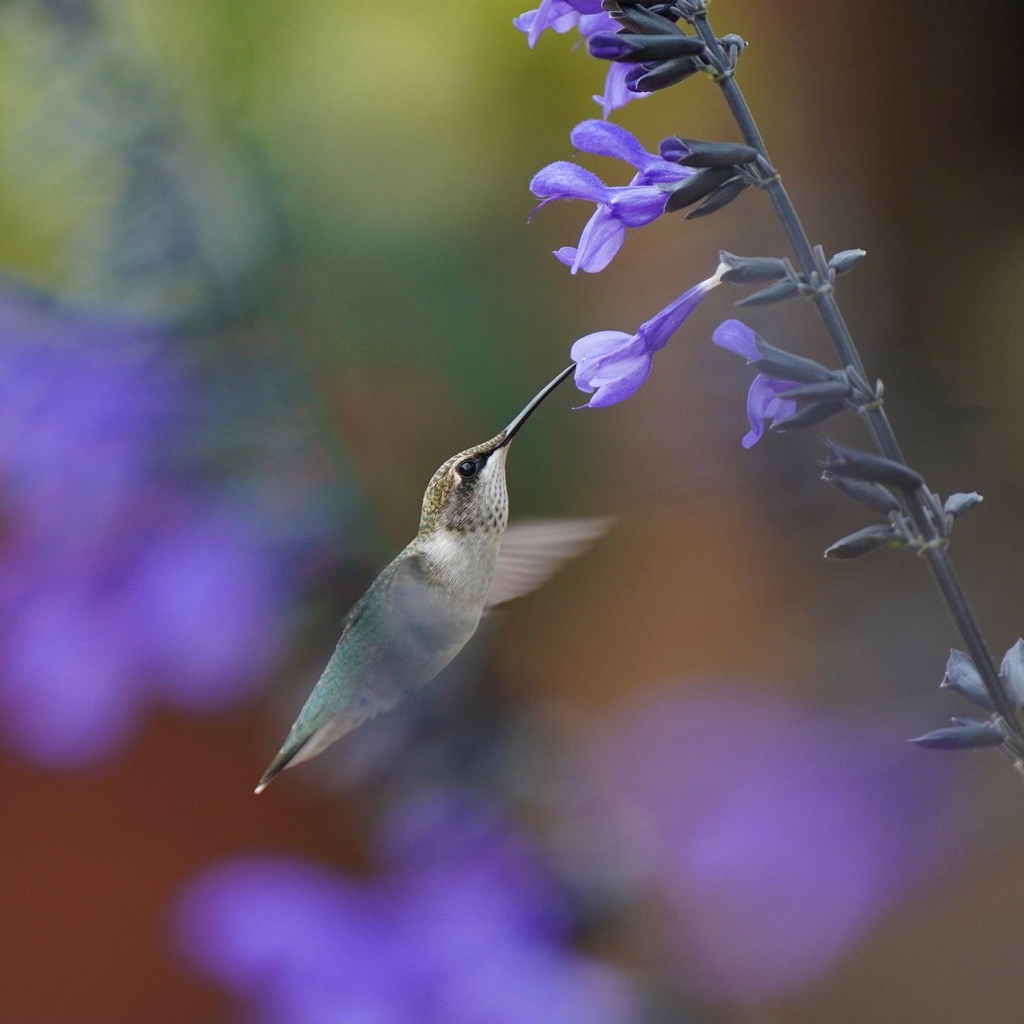 A Ruby-Throated Hummingbird in a garden of black and blue sage flowers.