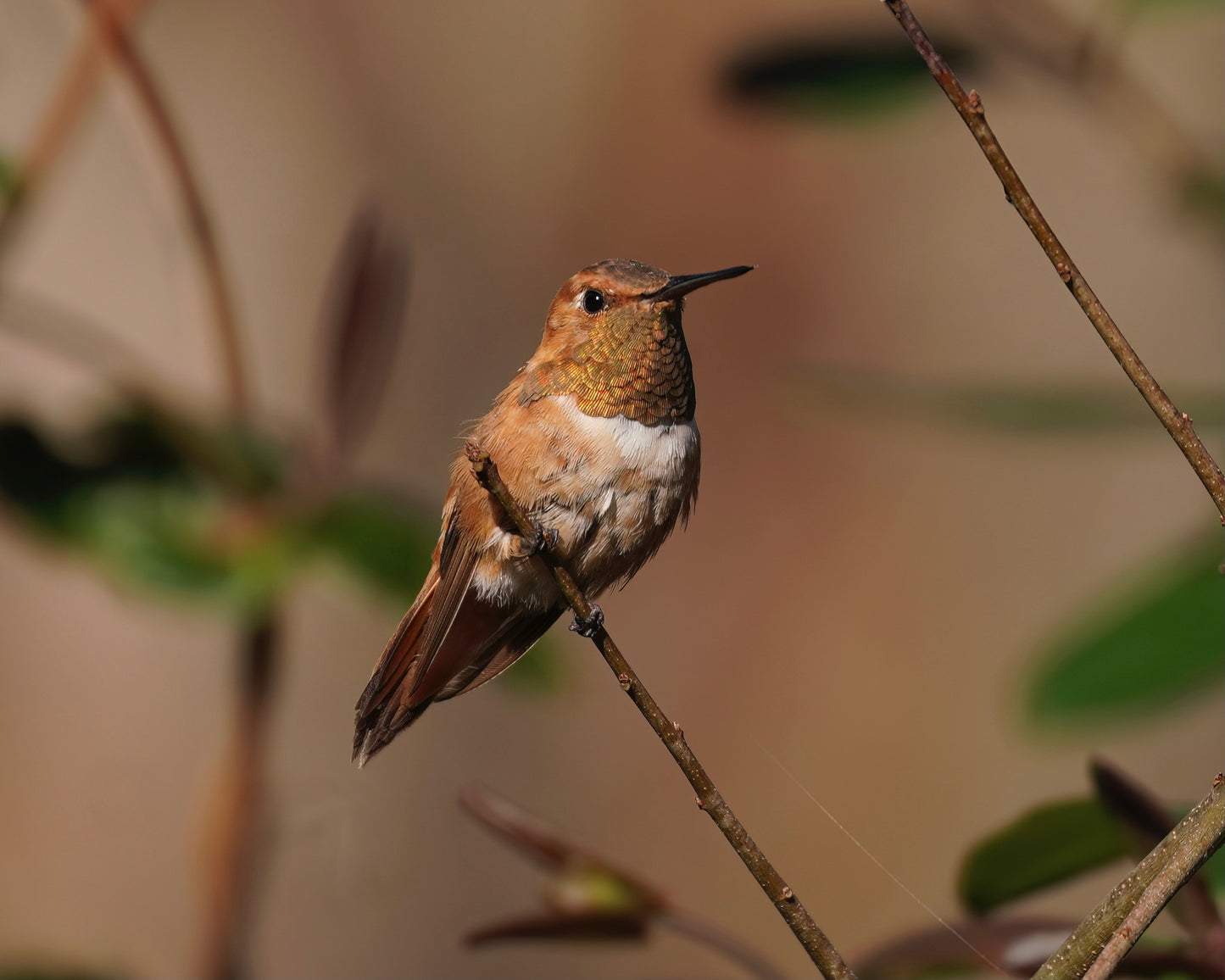 A Rufous Hummingbird perching on a branch.