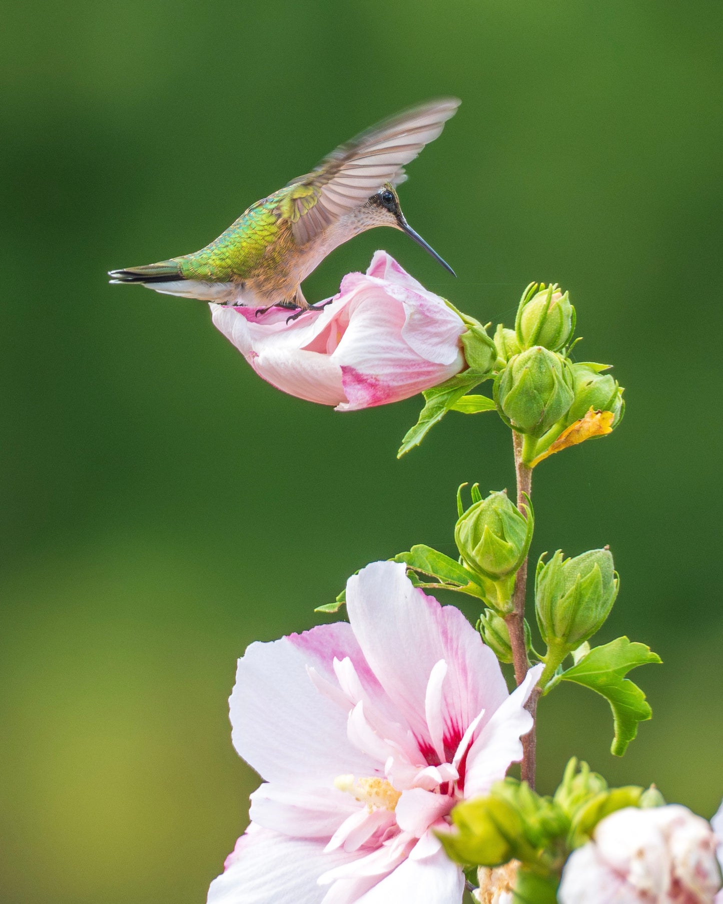 A Ruby-Throated hummingbird flutters among Roses of Sharon.