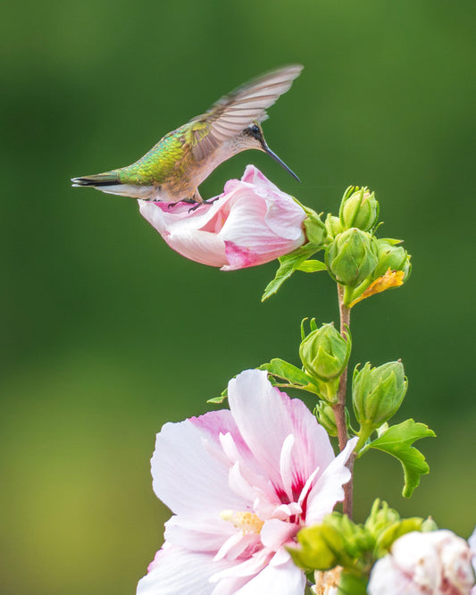 A Ruby-Throated hummingbird flutters among Roses of Sharon.