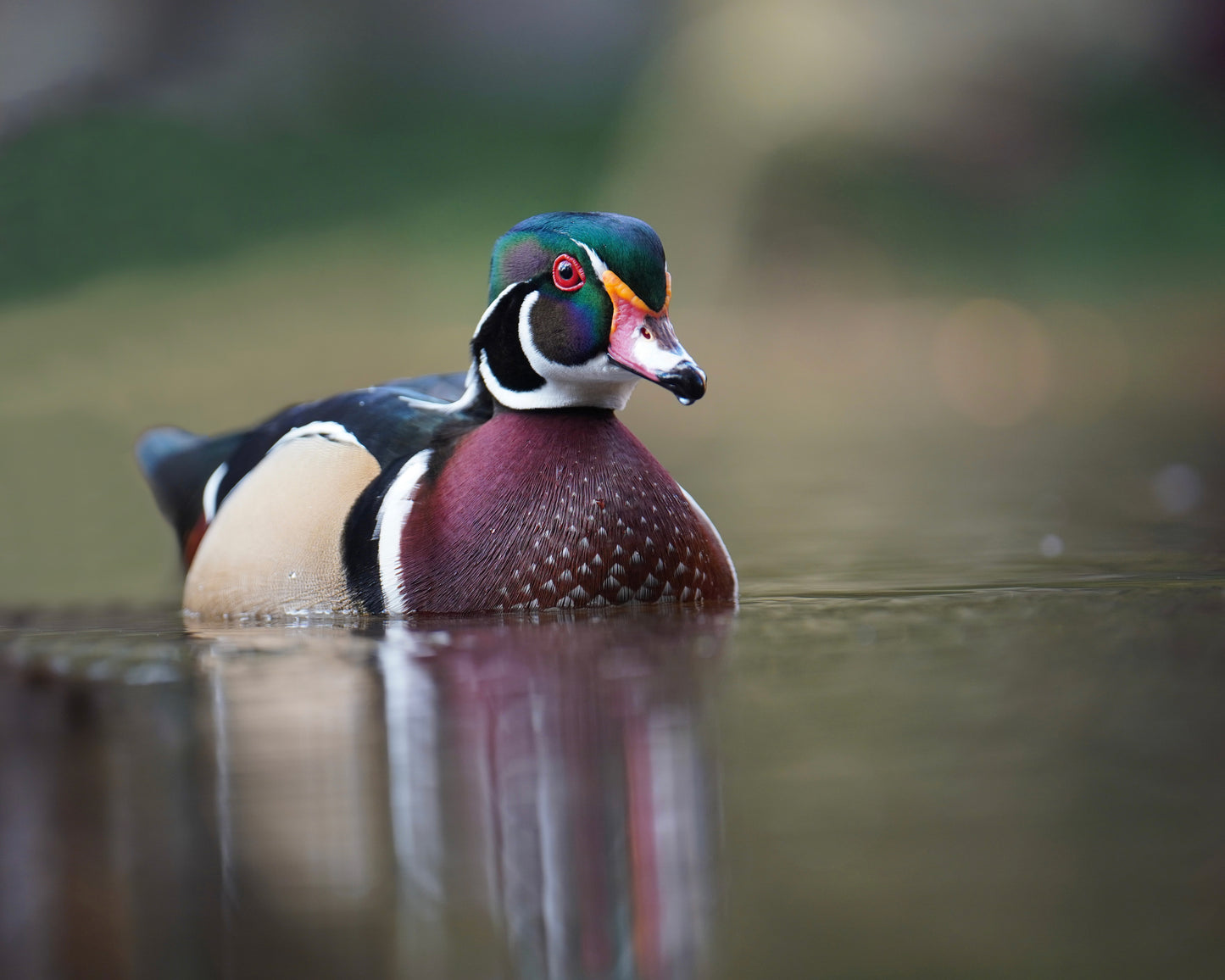 As a Wood Duck drake swims in a lake, his colors reflect in the water.