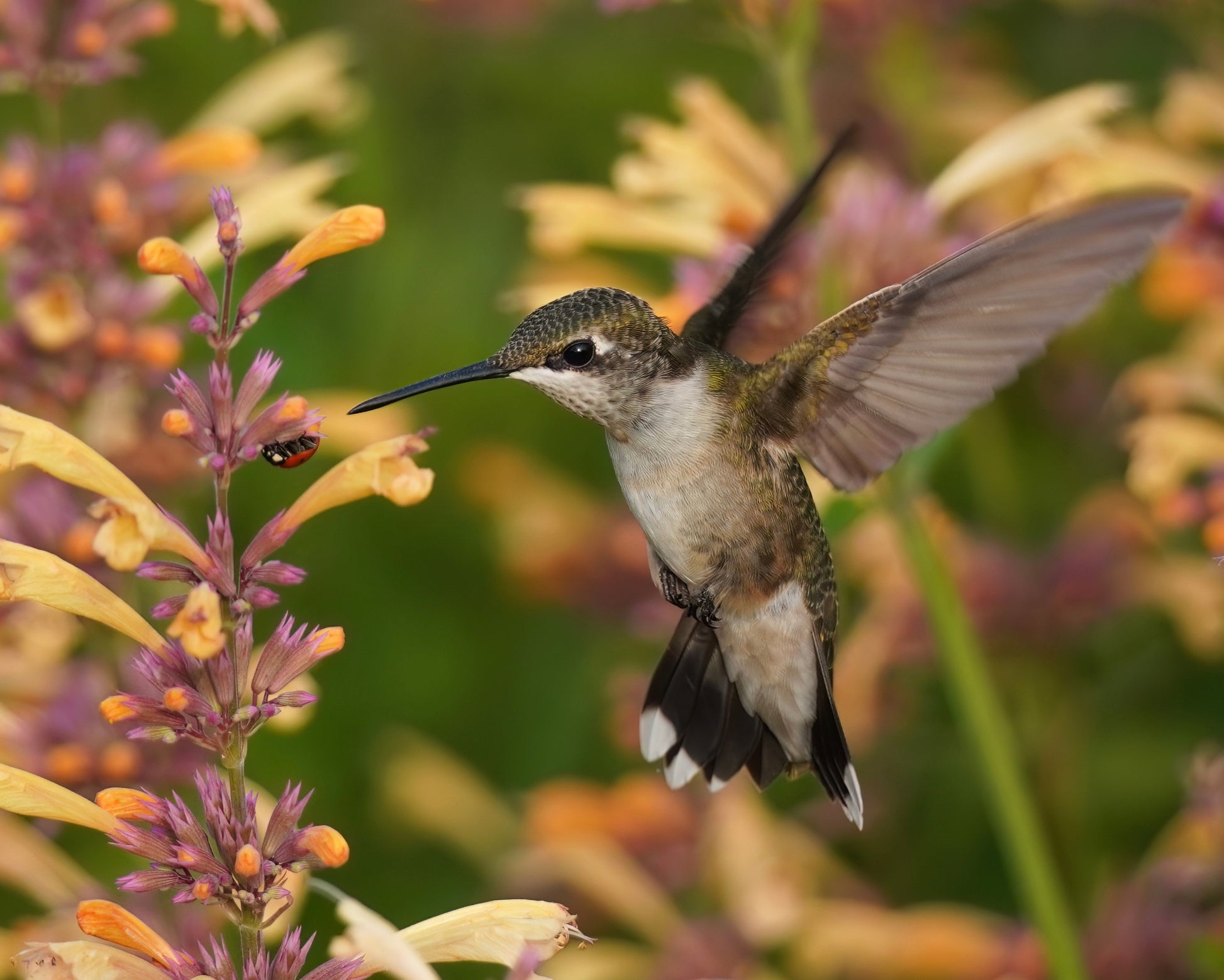 A Ruby-Throated Hummingbird visiting a Ladybug on an Agastache flower.