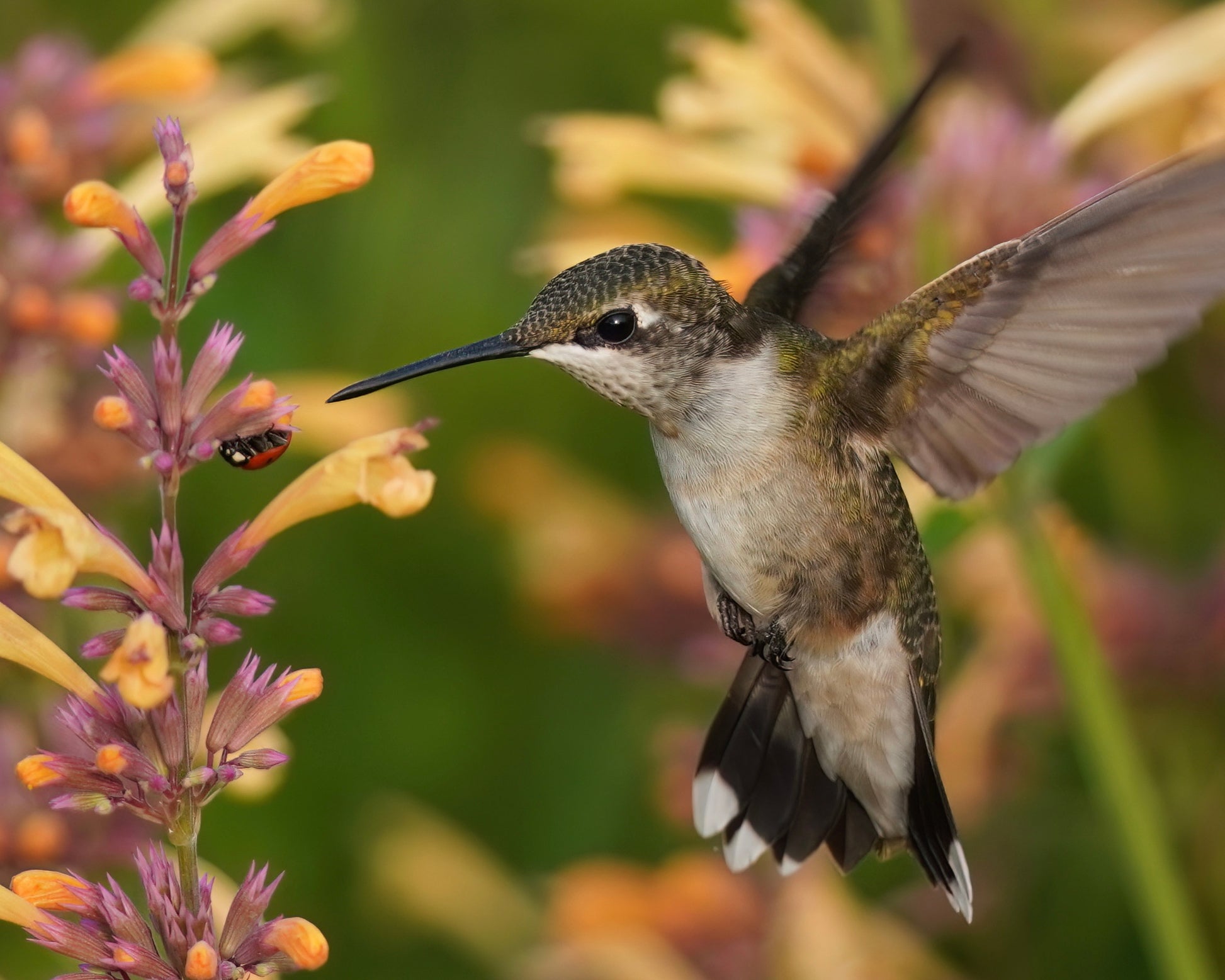 A Ruby-Throated Hummingbird visiting a Ladybug on an Agastache flower.