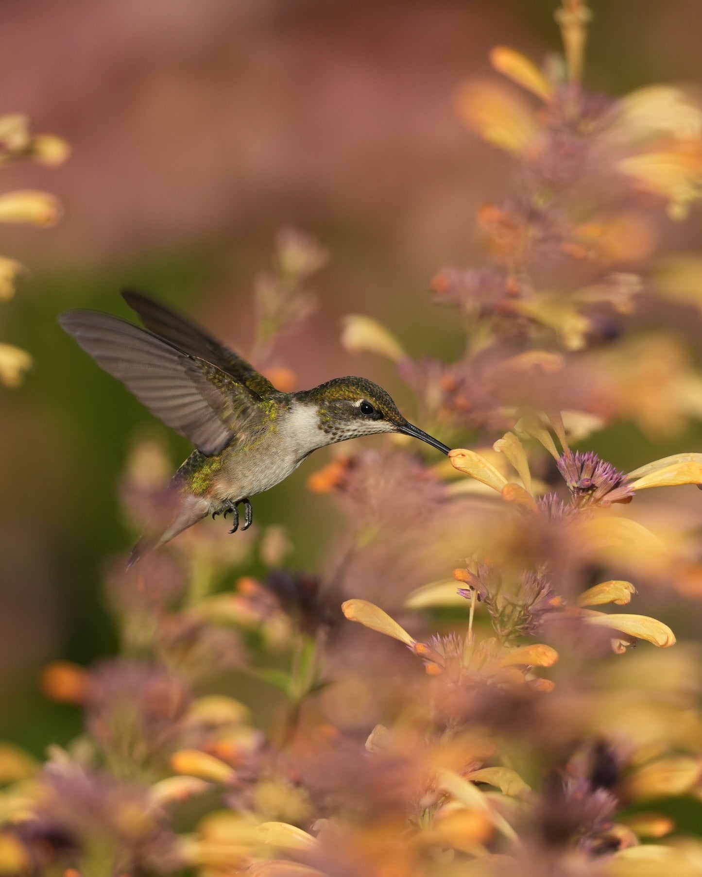 A Ruby-throated Hummingbird with wings spread drinking nectar from an Agastache flower.