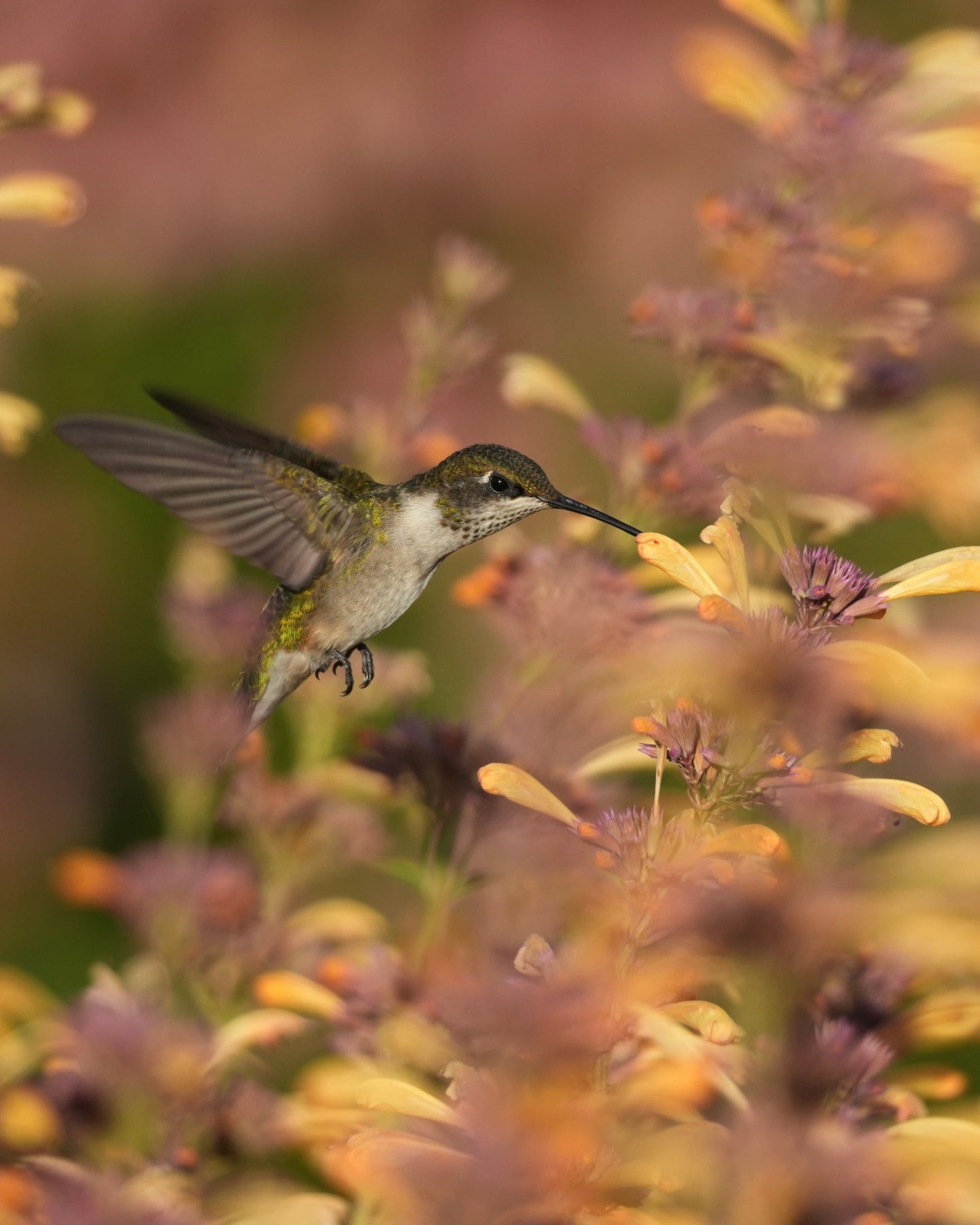 A Ruby-throated Hummingbird with wings spread drinking nectar from an Agastache flower.